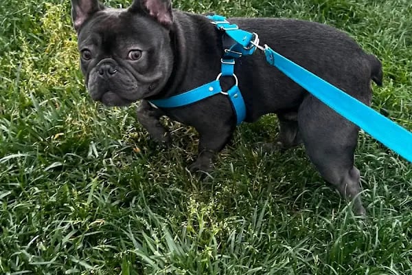 PAWALK | Köpek Gezdirme ve Evde Bakım Hizmeti - Resim 4