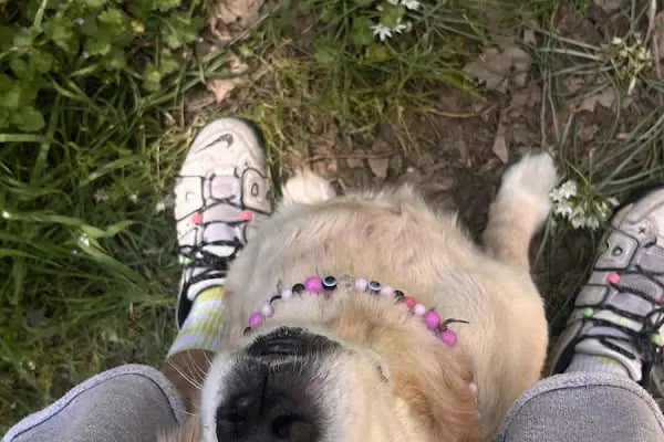 PAWALK | Köpek Gezdirme ve Evde Bakım Hizmeti - Resim 9