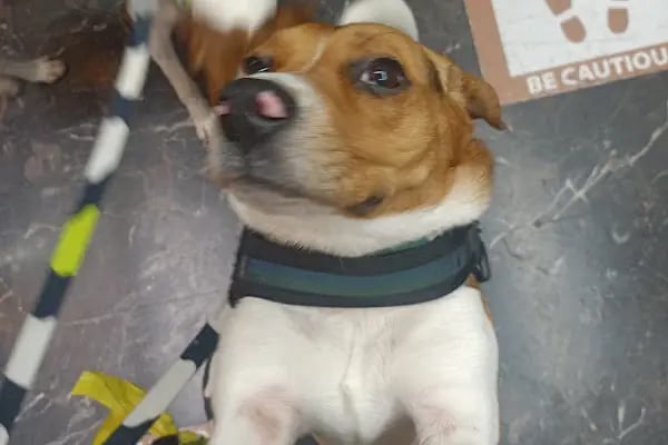 PAWALK | Köpek Gezdirme ve Evde Bakım Hizmeti - Resim 16