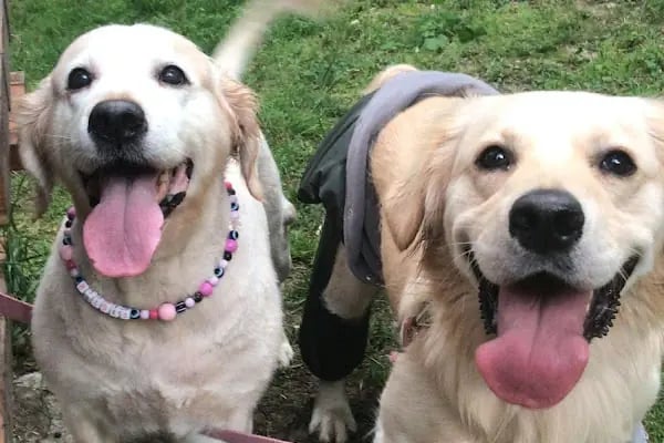 PAWALK | Köpek Gezdirme ve Evde Bakım Hizmeti - Resim 18