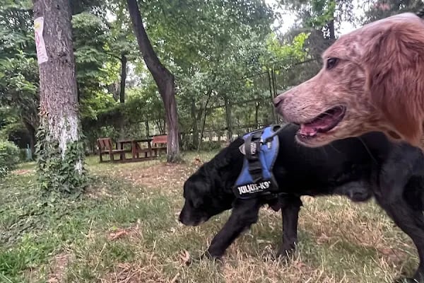 PAWALK | Köpek Gezdirme ve Evde Bakım Hizmeti - Resim 5
