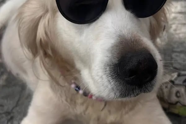 PAWALK | Köpek Gezdirme ve Evde Bakım Hizmeti - Resim 15