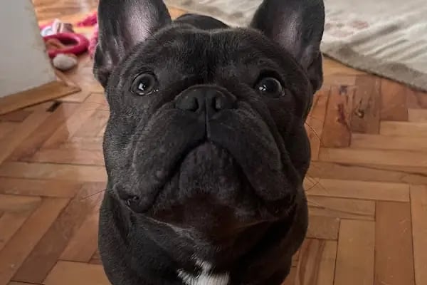PAWALK | Köpek Gezdirme ve Evde Bakım Hizmeti - Resim 14