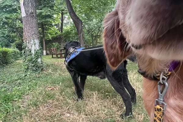 PAWALK | Köpek Gezdirme ve Evde Bakım Hizmeti - Resim 12