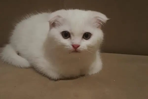 Pet Bahçesi - Resim 18