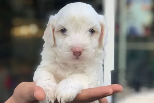 MİNİK PATİ PET KUAFÖR (GAZİANTEP KEDİ&amp;KÖPEK TRAŞI) - Resim 15