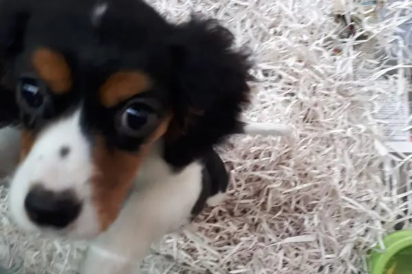MİNİK PATİ PET KUAFÖR (GAZİANTEP KEDİ&amp;KÖPEK TRAŞI) - Resim 16