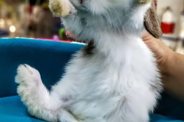 MİNİK PATİ PET KUAFÖR (GAZİANTEP KEDİ&amp;KÖPEK TRAŞI) - Resim 19
