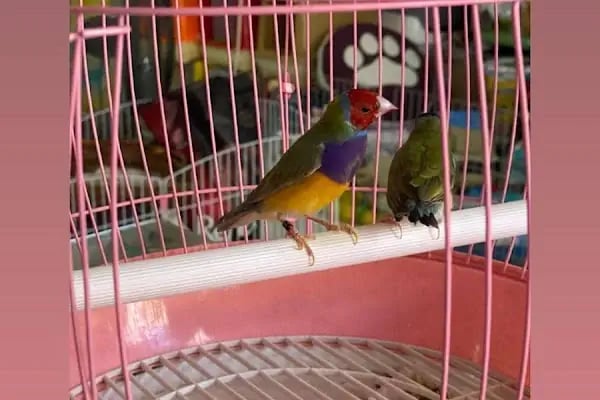 MİNİK PATİ PET KUAFÖR (GAZİANTEP KEDİ&amp;KÖPEK TRAŞI) - Resim 9
