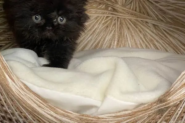 MİNİK PATİ PET KUAFÖR (GAZİANTEP KEDİ&amp;KÖPEK TRAŞI) - Resim 12