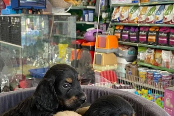 MİNİK PATİ PET KUAFÖR (GAZİANTEP KEDİ&amp;KÖPEK TRAŞI) - Resim 2