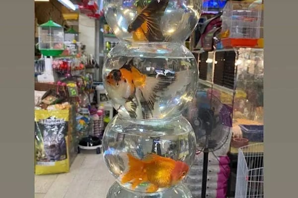 MİNİK PATİ PET KUAFÖR (GAZİANTEP KEDİ&amp;KÖPEK TRAŞI) - Resim 13
