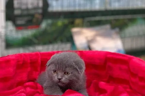 MİNİK PATİ PET KUAFÖR (GAZİANTEP KEDİ&amp;KÖPEK TRAŞI) - Resim 11