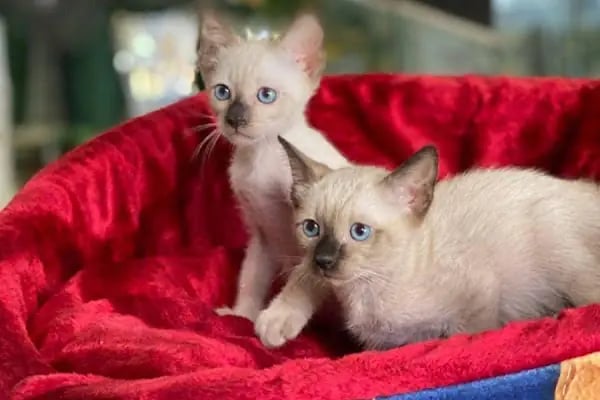 MİNİK PATİ PET KUAFÖR (GAZİANTEP KEDİ&amp;KÖPEK TRAŞI) - Resim 6