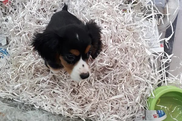 MİNİK PATİ PET KUAFÖR (GAZİANTEP KEDİ&amp;KÖPEK TRAŞI) - Resim 20