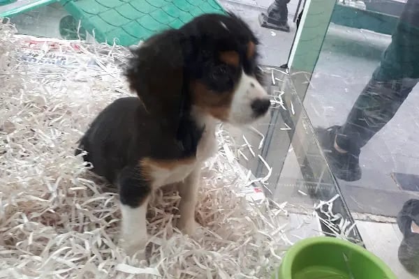 MİNİK PATİ PET KUAFÖR (GAZİANTEP KEDİ&amp;KÖPEK TRAŞI) - Resim 18
