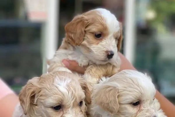 MİNİK PATİ PET KUAFÖR (GAZİANTEP KEDİ&amp;KÖPEK TRAŞI) - Resim 14