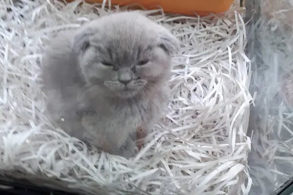 MİNİK PATİ PET KUAFÖR (GAZİANTEP KEDİ&amp;KÖPEK TRAŞI) - Resim 8