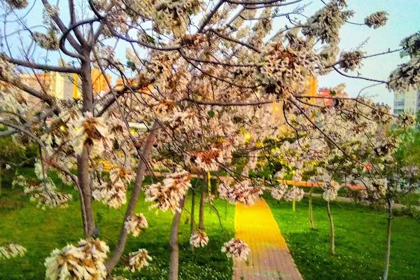 Akın Özdemir Parkı - Resim 13
