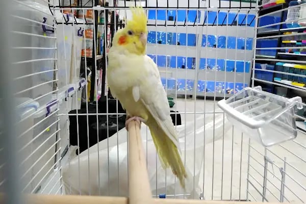 ELİT PETSHOP - Resim 6