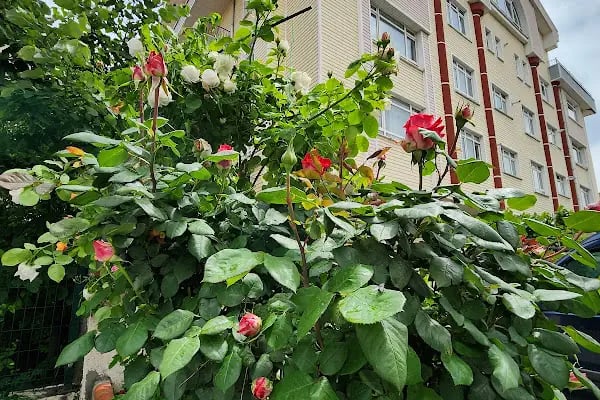 İskitler Nur Medresesi -- Dersanesi - Resim 12