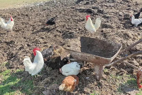 Camp Rumelifeneri Karavan Kampı - Resim 12