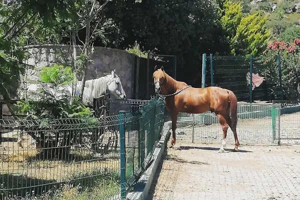 Bodrum Atlı Spor Kulübü - At Safari - Pony Binişi - Resim 13