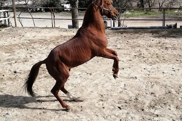 Bodrum Atlı Spor Kulübü - At Safari - Pony Binişi - Resim 11