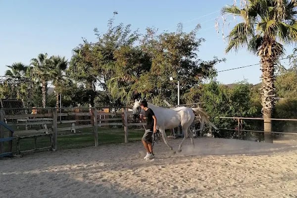 Bodrum Atlı Spor Kulübü - At Safari - Pony Binişi - Resim 7