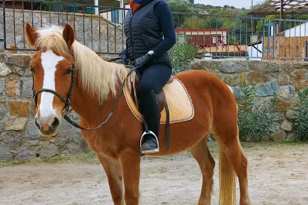 Bodrum Atlı Spor Kulübü - At Safari - Pony Binişi - Resim 5