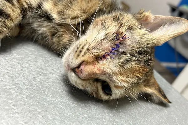 Belek Alfa Veteriner Kliniği - Resim 13