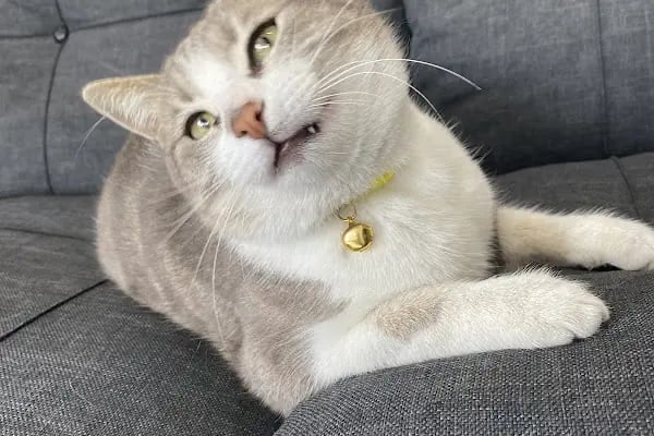Belek Alfa Veteriner Kliniği - Resim 17