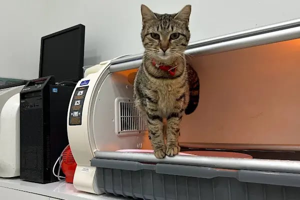 Belek Alfa Veteriner Kliniği - Resim 9
