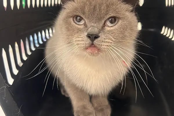 Belek Alfa Veteriner Kliniği - Resim 12