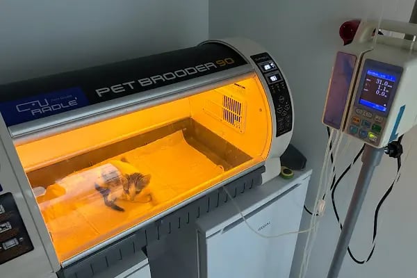 Belek Alfa Veteriner Kliniği - Resim 20