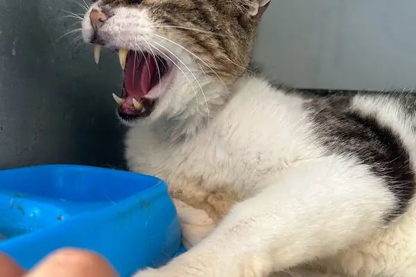Belek Alfa Veteriner Kliniği - Resim 11