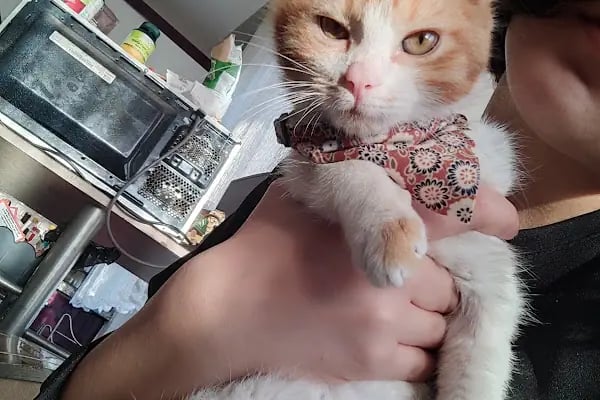 Belek Alfa Veteriner Kliniği - Resim 7