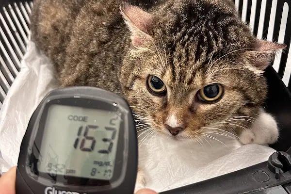 Belek Alfa Veteriner Kliniği - Resim 15