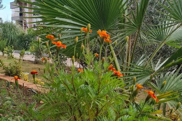 Catta Villa Sitesi - Resim 4