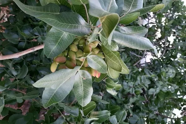 Yaylacık İlkokulu - Resim 6
