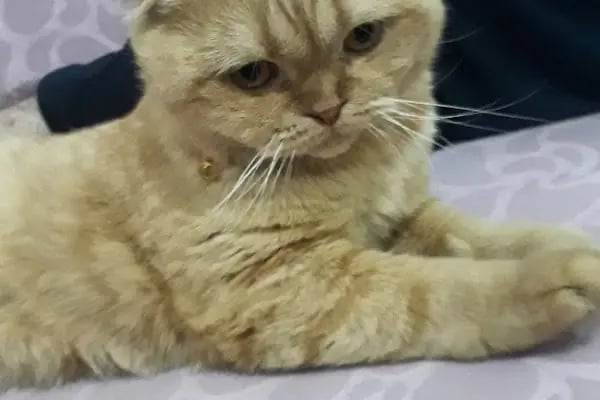 Çunar Pet Shop Aruaryum - Resim 5