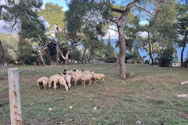 Büyükada Kurşunburnu Şehitler Ormanı - Resim 13