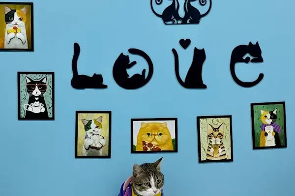 Petnest Veteriner Kliniği - Resim 17