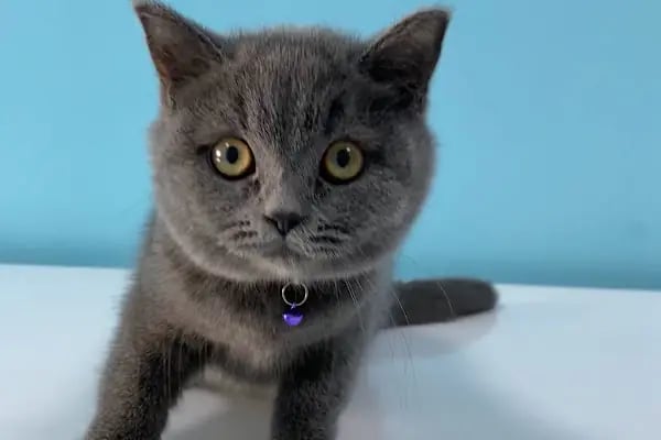 Petnest Veteriner Kliniği - Resim 2