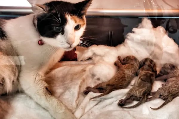 Petnest Veteriner Kliniği - Resim 12
