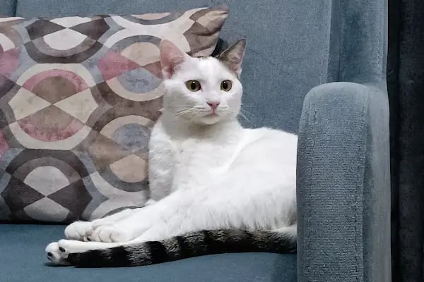 Petnest Veteriner Kliniği - Resim 7