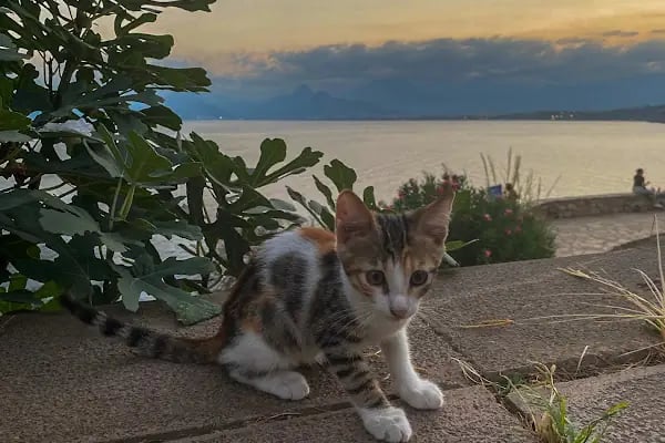 Karaaalioğlu Parkı Batı Seyir Terası - Resim 15