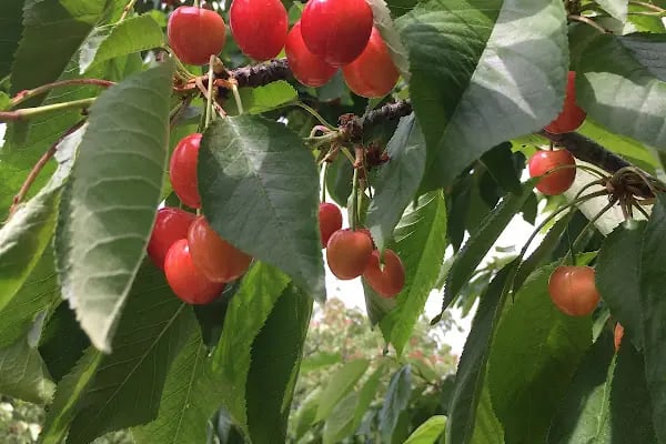Ürkmez Garden - Resim 11