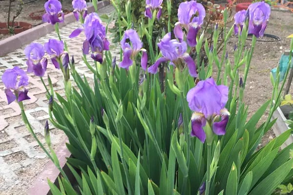 Ürkmez Garden - Resim 12