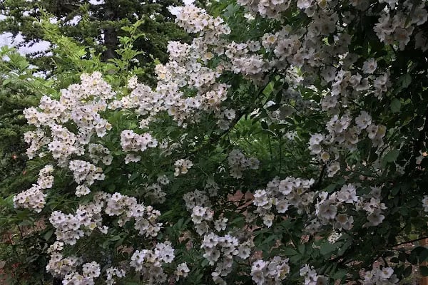 Ürkmez Garden - Resim 18